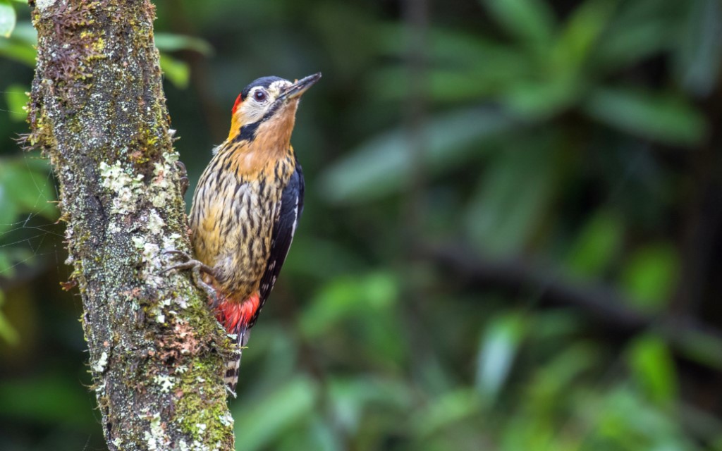 Tree-clinging Birds